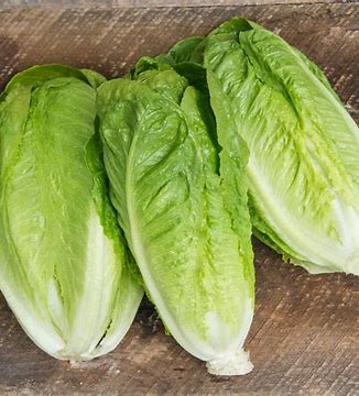LETTUCE